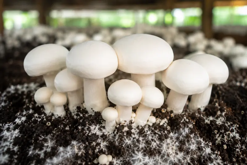 Milky Mushroom